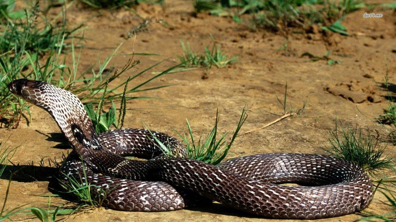 Black King Cobra Snake Wallpapers Wallpaper Cave