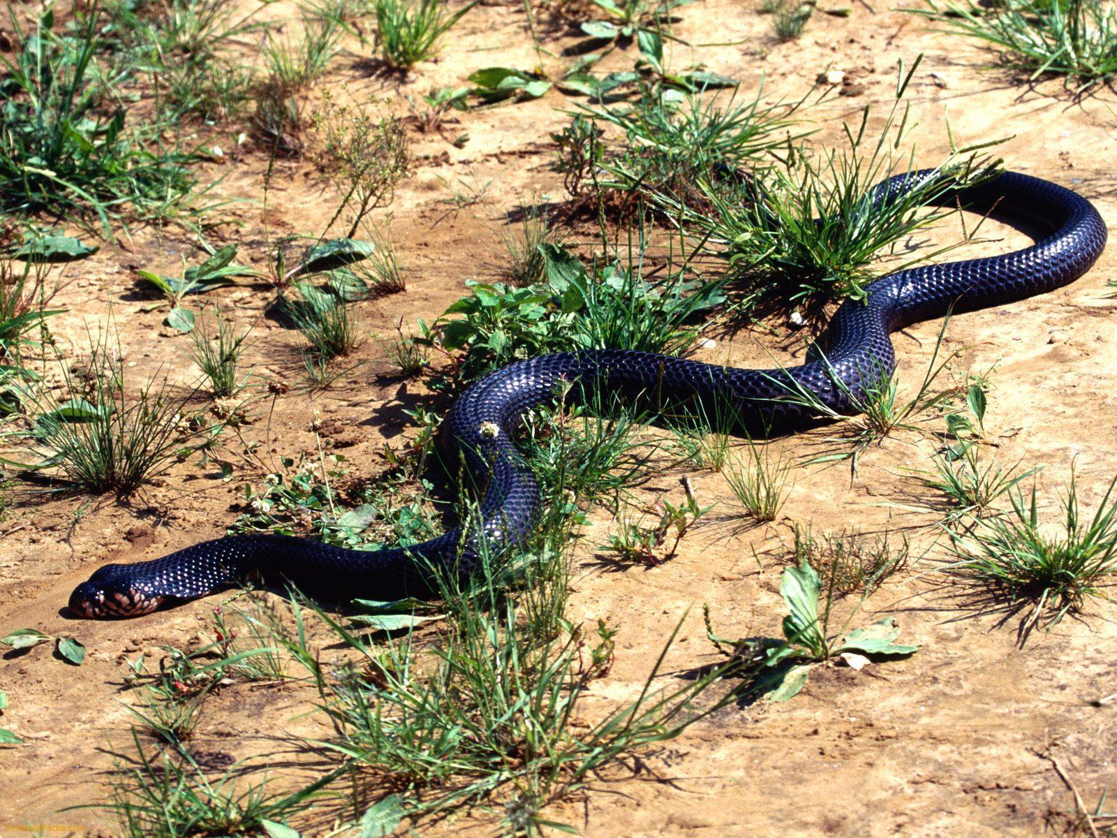 Black King Cobra Snake Wallpapers Wallpaper Cave