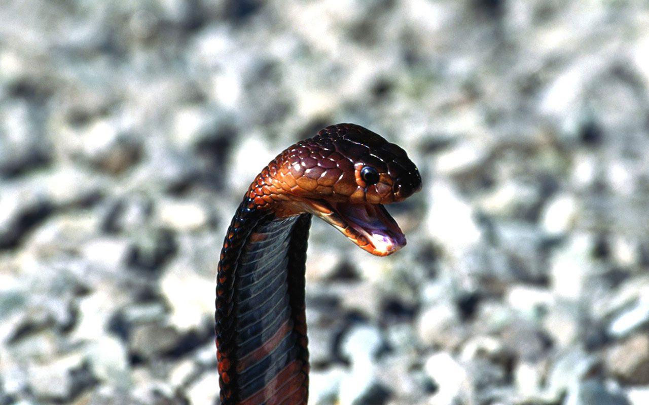 Black King Cobra Snake Wallpapers Wallpaper Cave