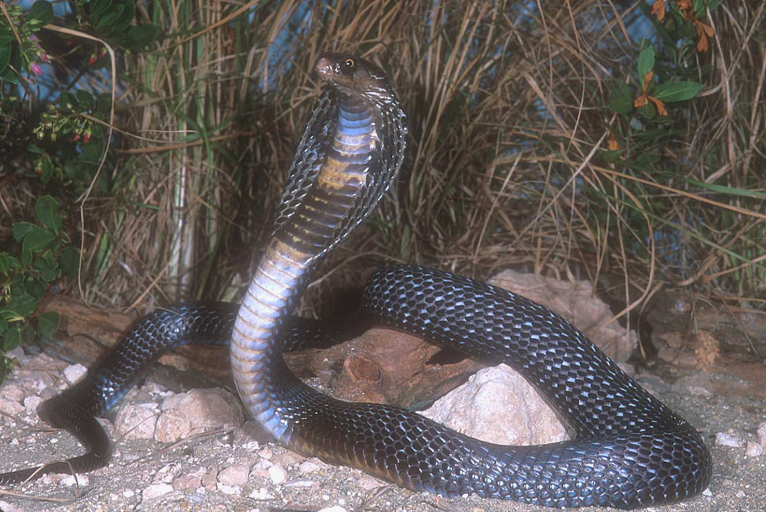 Black King Cobra Snake Wallpapers Wallpaper Cave
