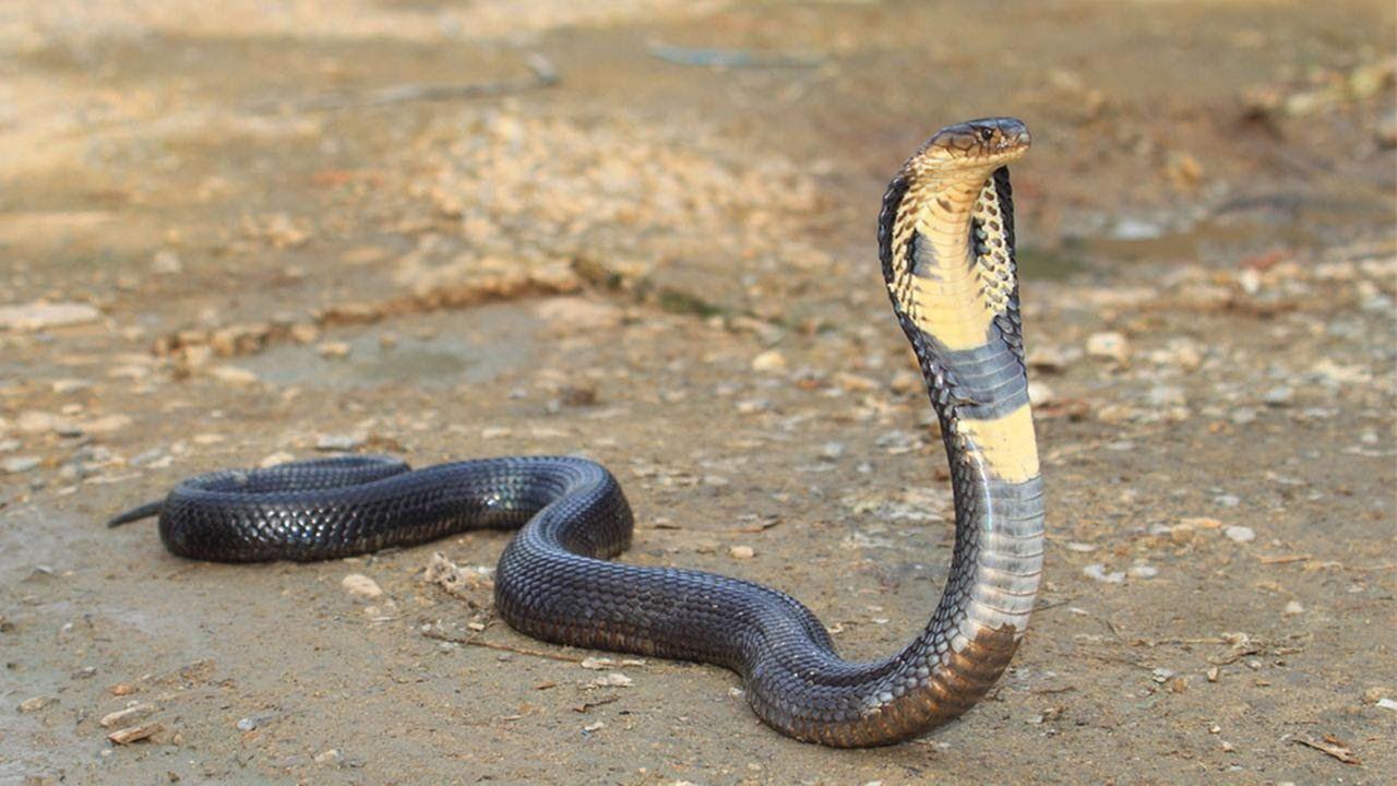 Black King Cobra Snake Wallpapers Wallpaper Cave