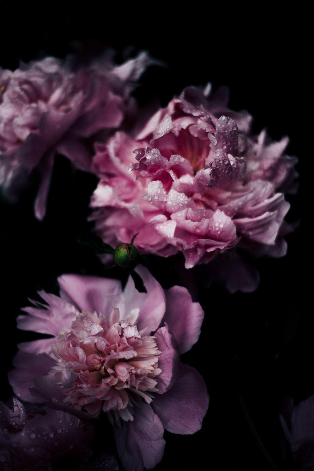 Peonies Wallpapers HD Wallpaper Cave