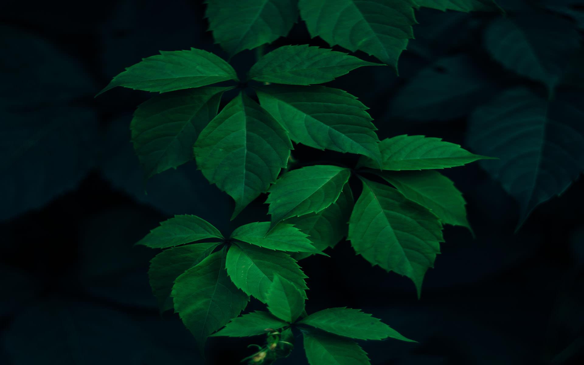 Dark Backgrounds HD Wallpaper Cave