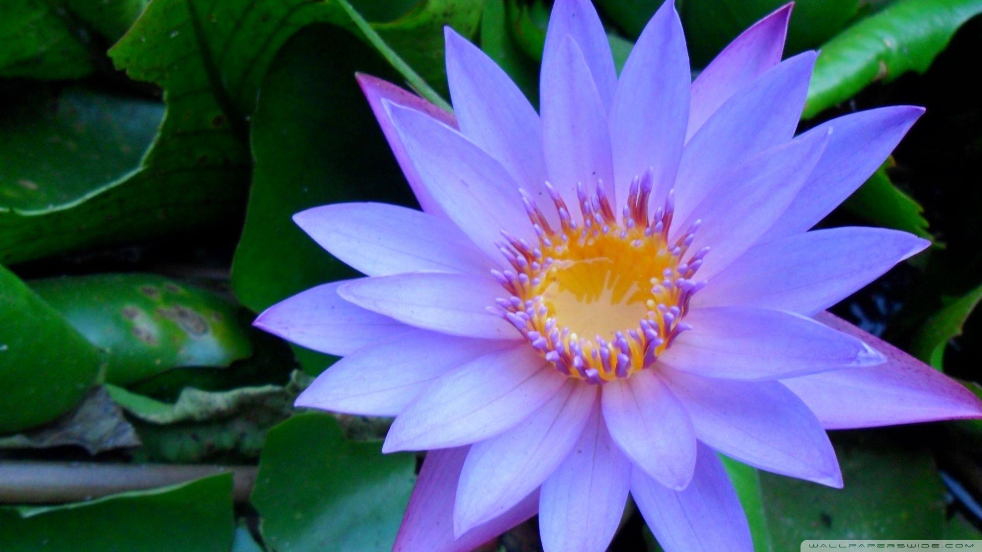 Wallpapers Of Water Lily Wallpaper Cave