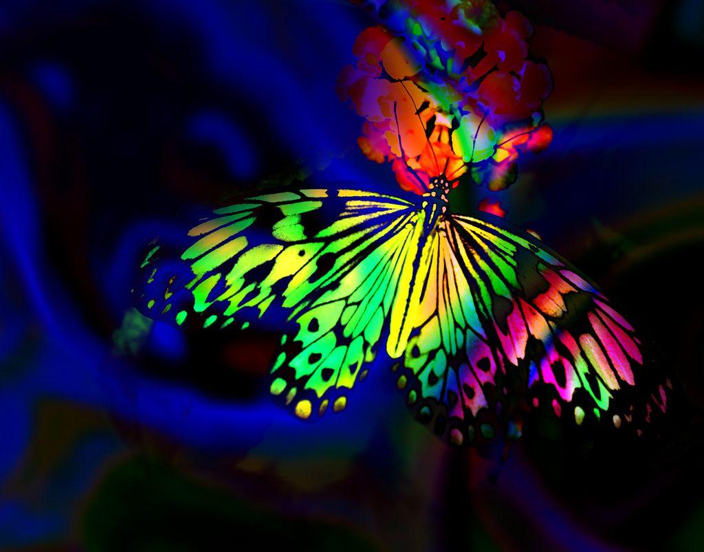 Wallpapers Butterfly Abstract Wallpaper Cave