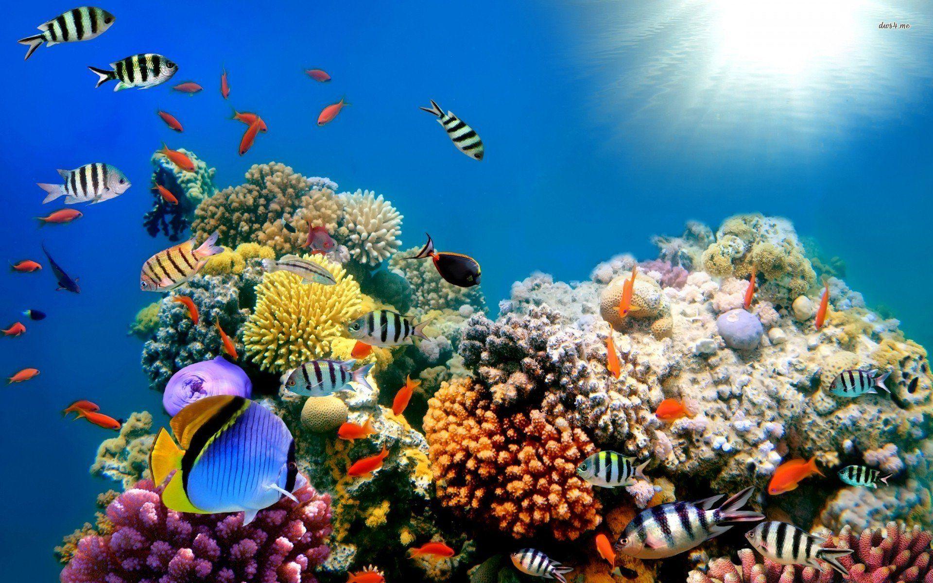 Ocean Reef Wallpapers Wallpaper Cave
