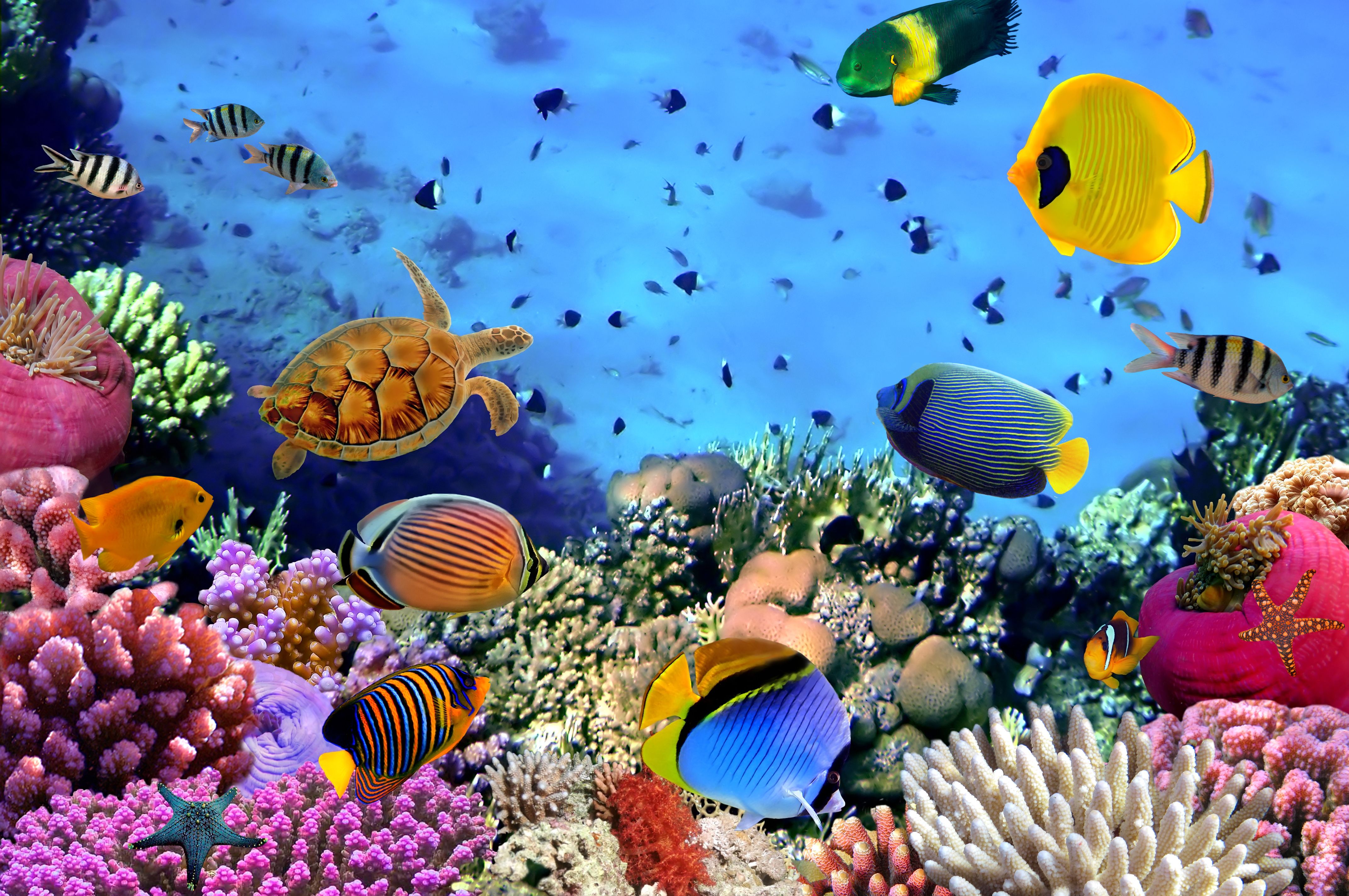 Ocean Reef Wallpapers Wallpaper Cave
