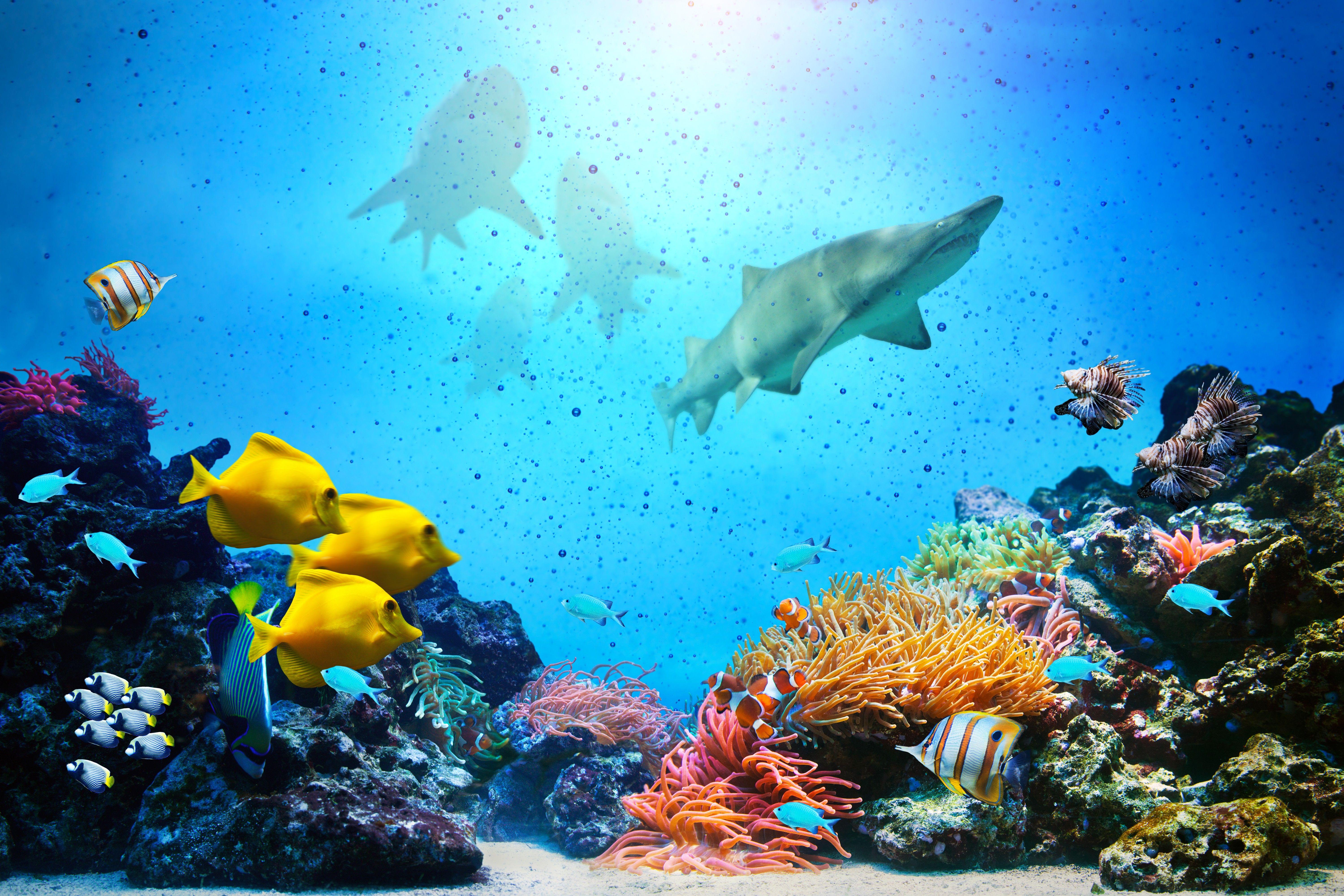 Ocean Reef Wallpapers Wallpaper Cave