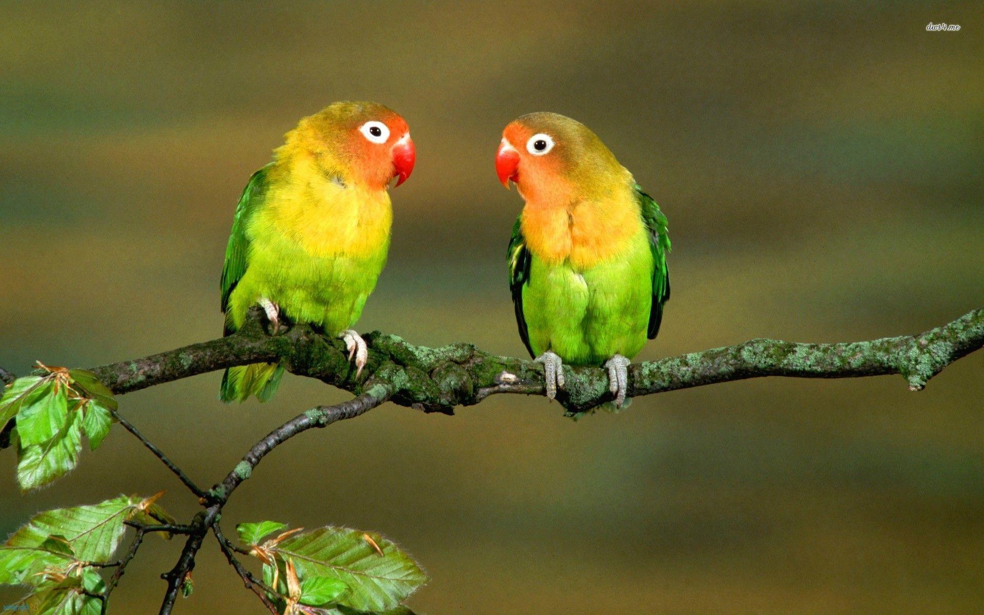 Love Birds Wallpapers For Desktop Wallpaper Cave