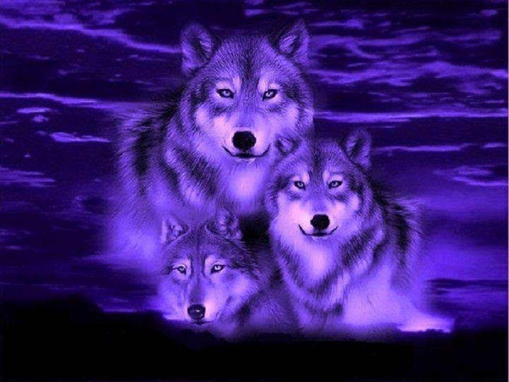 Blue Wolf Wallpapers Wallpaper Cave