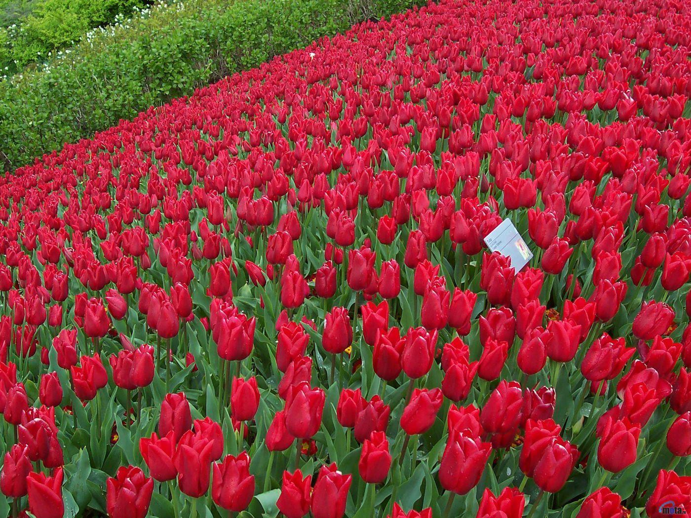 Red Rose Flower Garden Wallpapers Wallpaper Cave