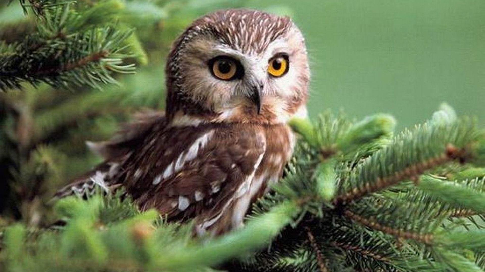 Little Owl Wallpapers Wallpaper Cave