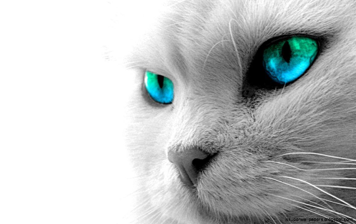 White Cat Wallpapers Desktop Wallpaper Cave