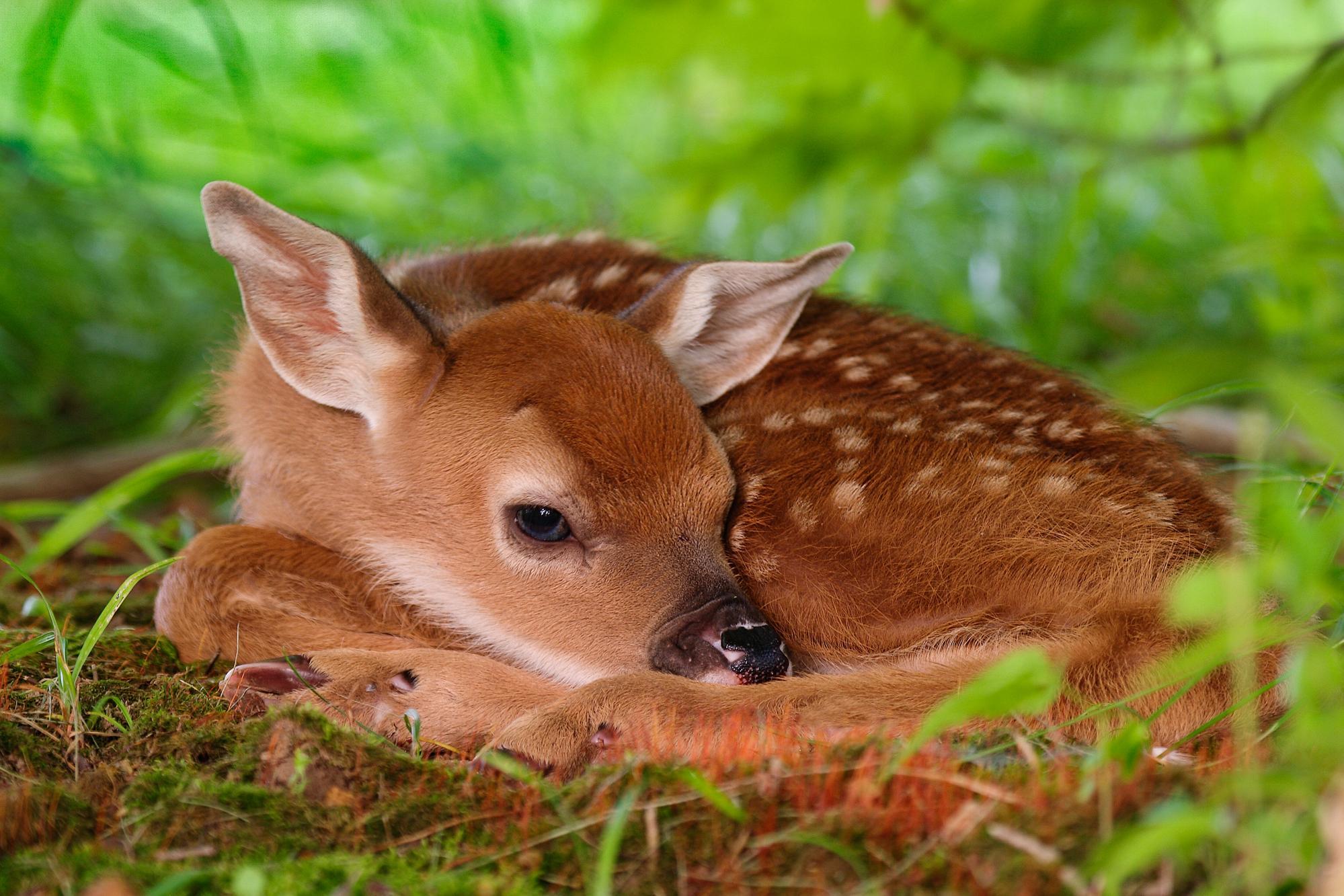 Baby Animal Wallpapers HD Wallpaper Cave