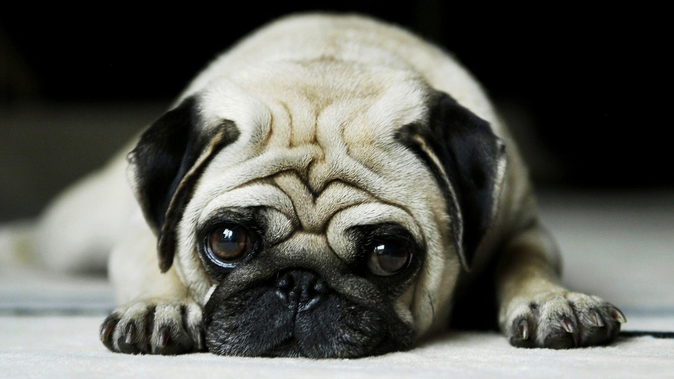 Baby Animal Wallpapers HD Wallpaper Cave