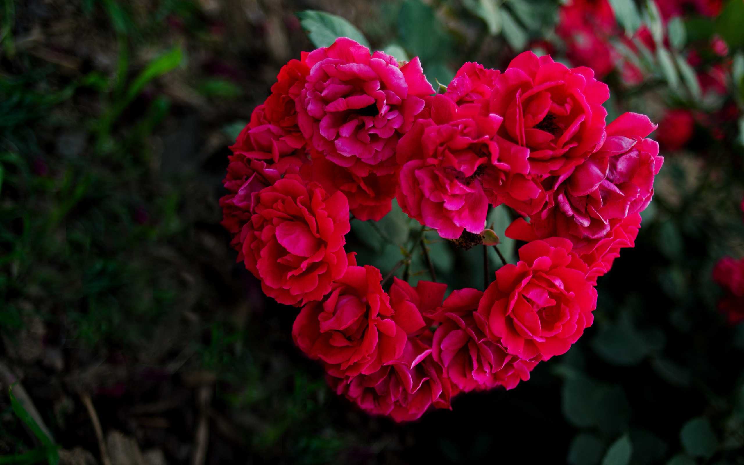 Red Rose Heart HD Wallpapers Wallpaper Cave