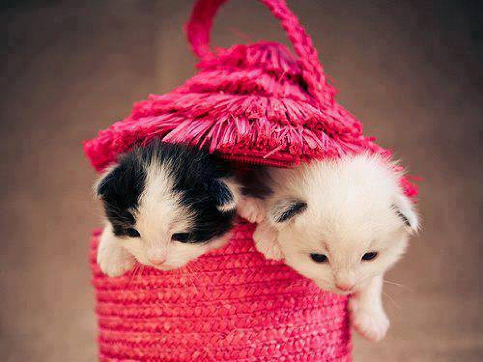 Pink Kitten Wallpapers Wallpaper Cave