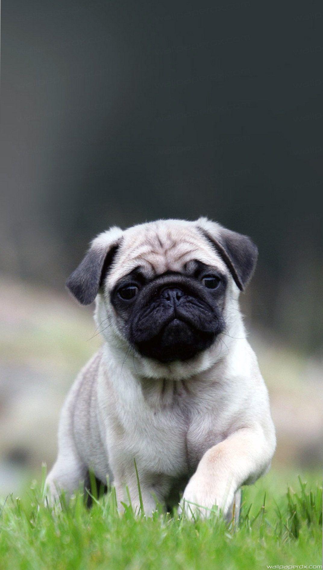 Cute Pug Wallpapers Wallpaper Cave