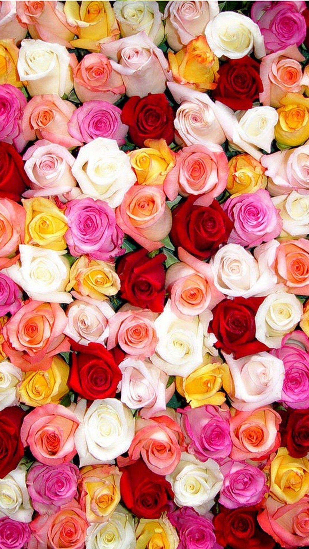 Cute Roses HD Wallpapers Wallpaper Cave