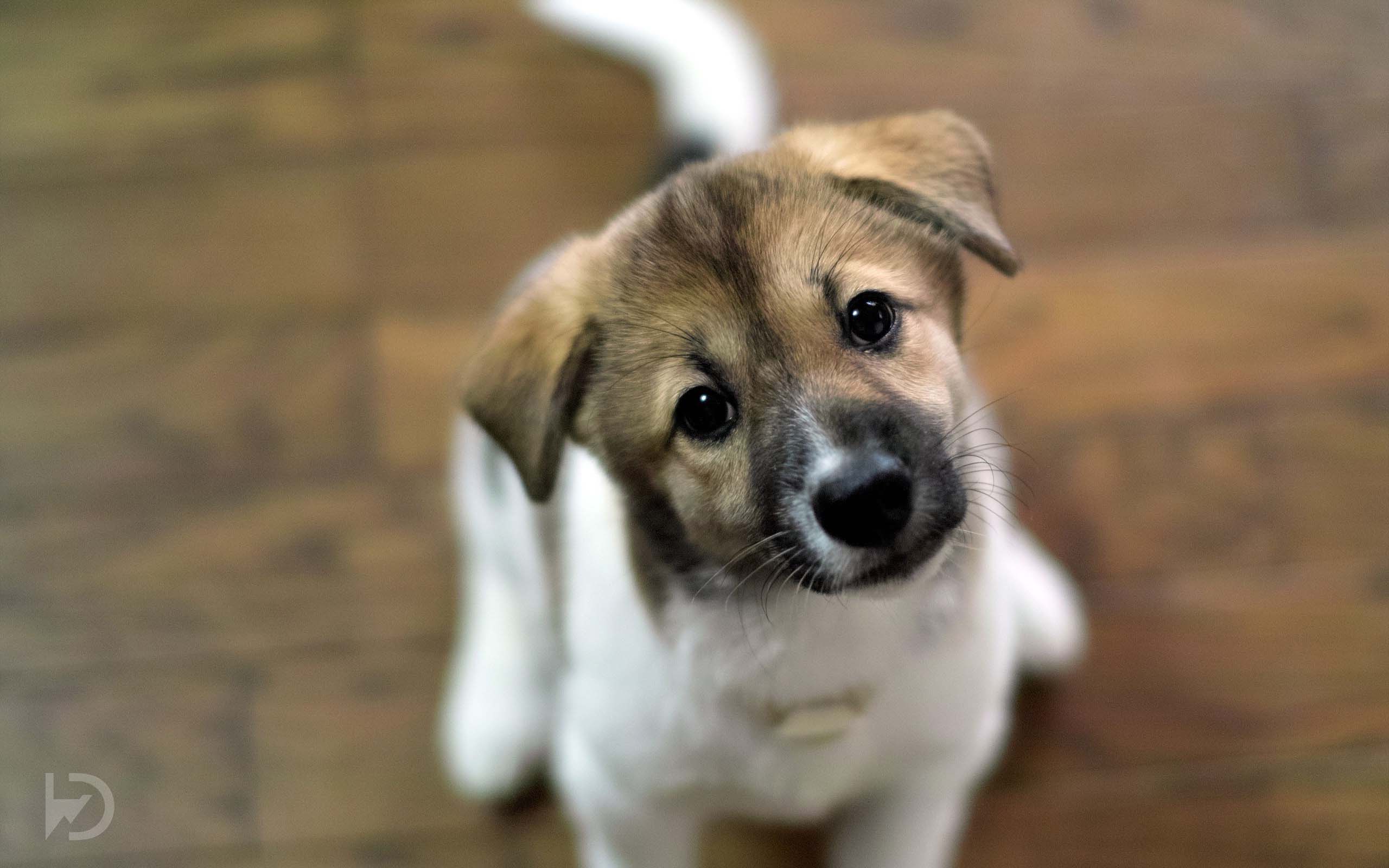 Dog Wallpapers HD Wallpaper Cave