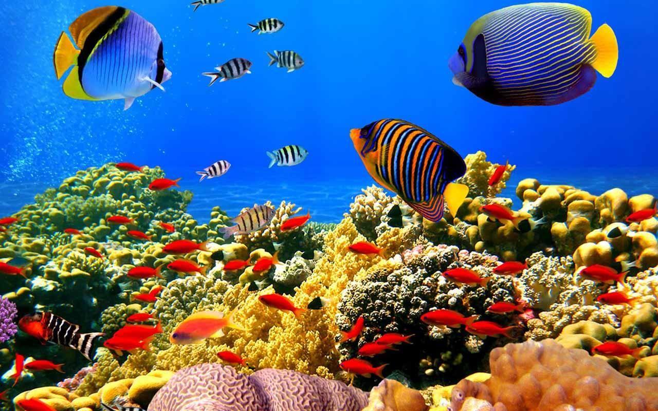 Wallpapers Ikan HD Wallpaper Cave