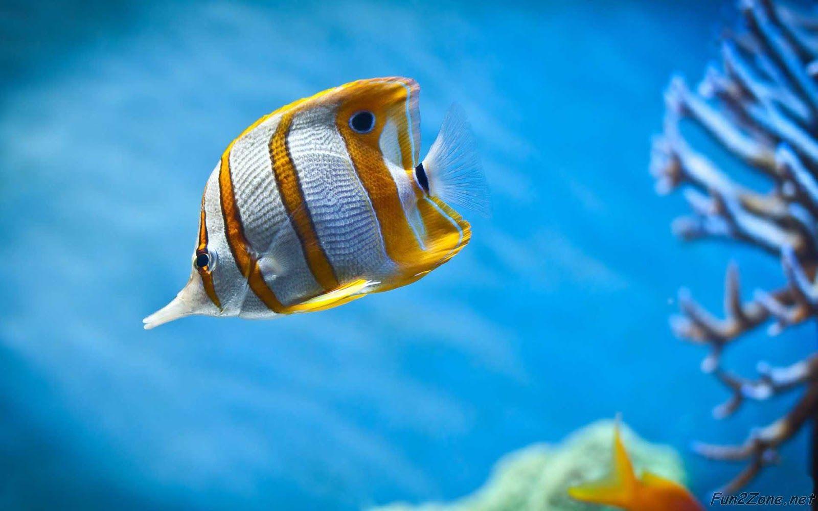 Wallpapers Ikan HD Wallpaper Cave