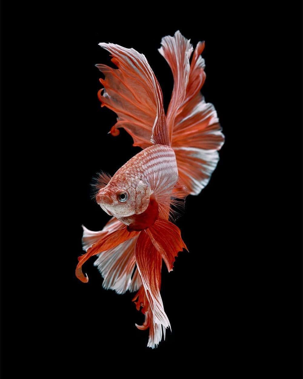 Wallpapers Ikan HD Wallpaper Cave