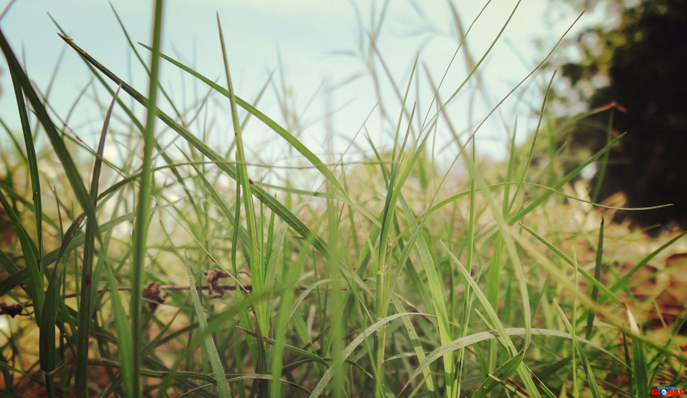 HD Wallpapers 1080p Green Nature Wallpaper Cave