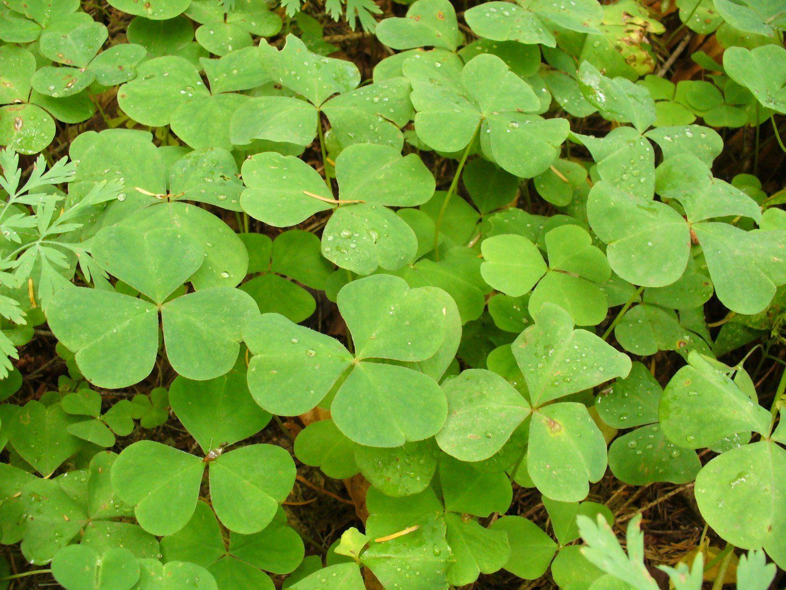 Lucky Leaf Wallpapers Wallpaper Cave