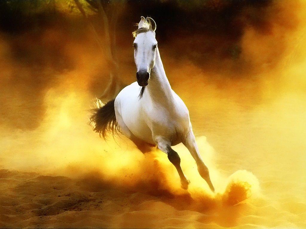 Running Horses Wallpapers Wallpaper Cave