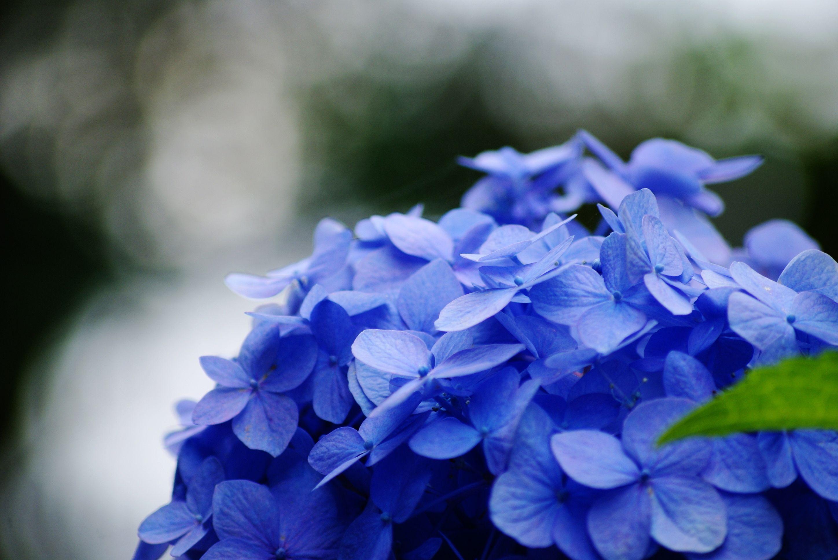 Hydrangea Wallpapers Wallpaper Cave