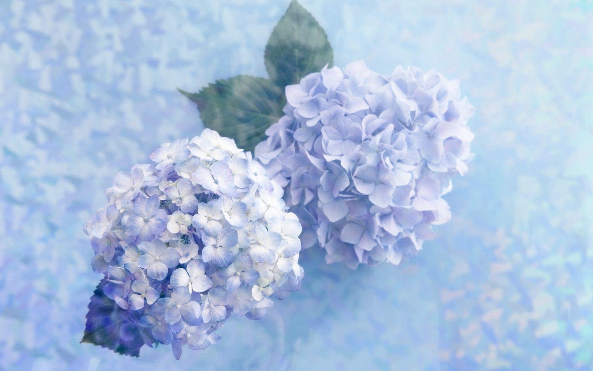 Hydrangea Wallpapers Wallpaper Cave