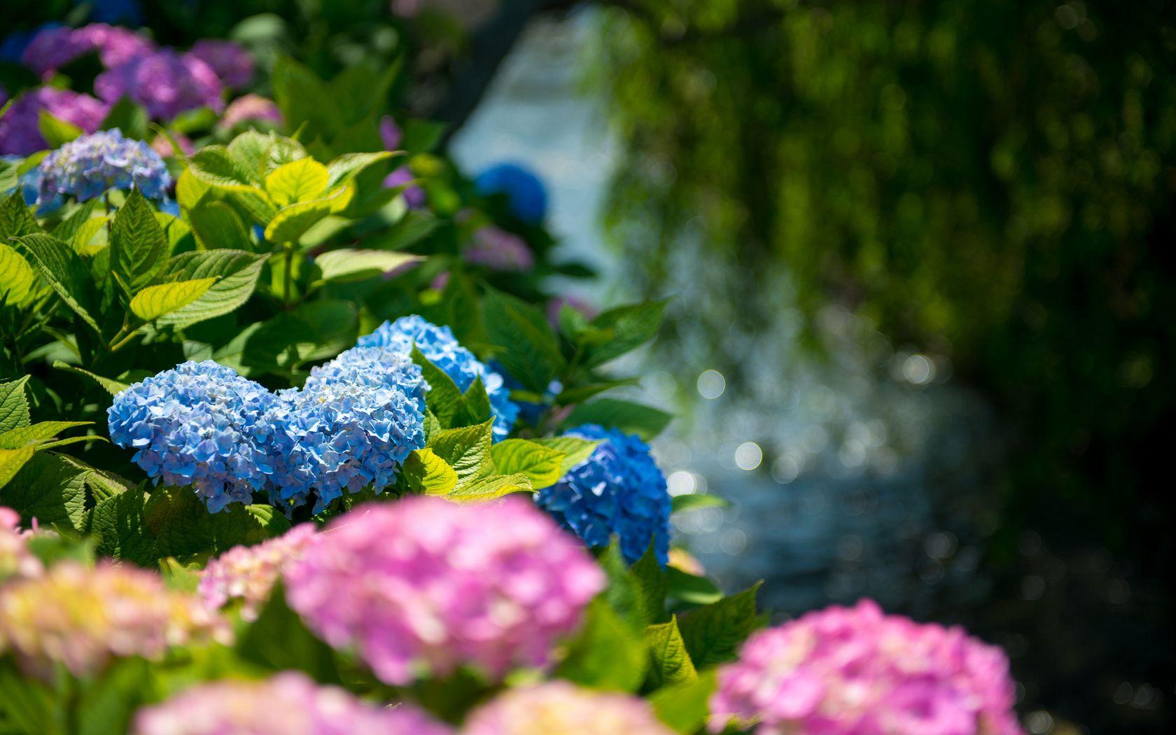 Hydrangea Wallpapers Wallpaper Cave