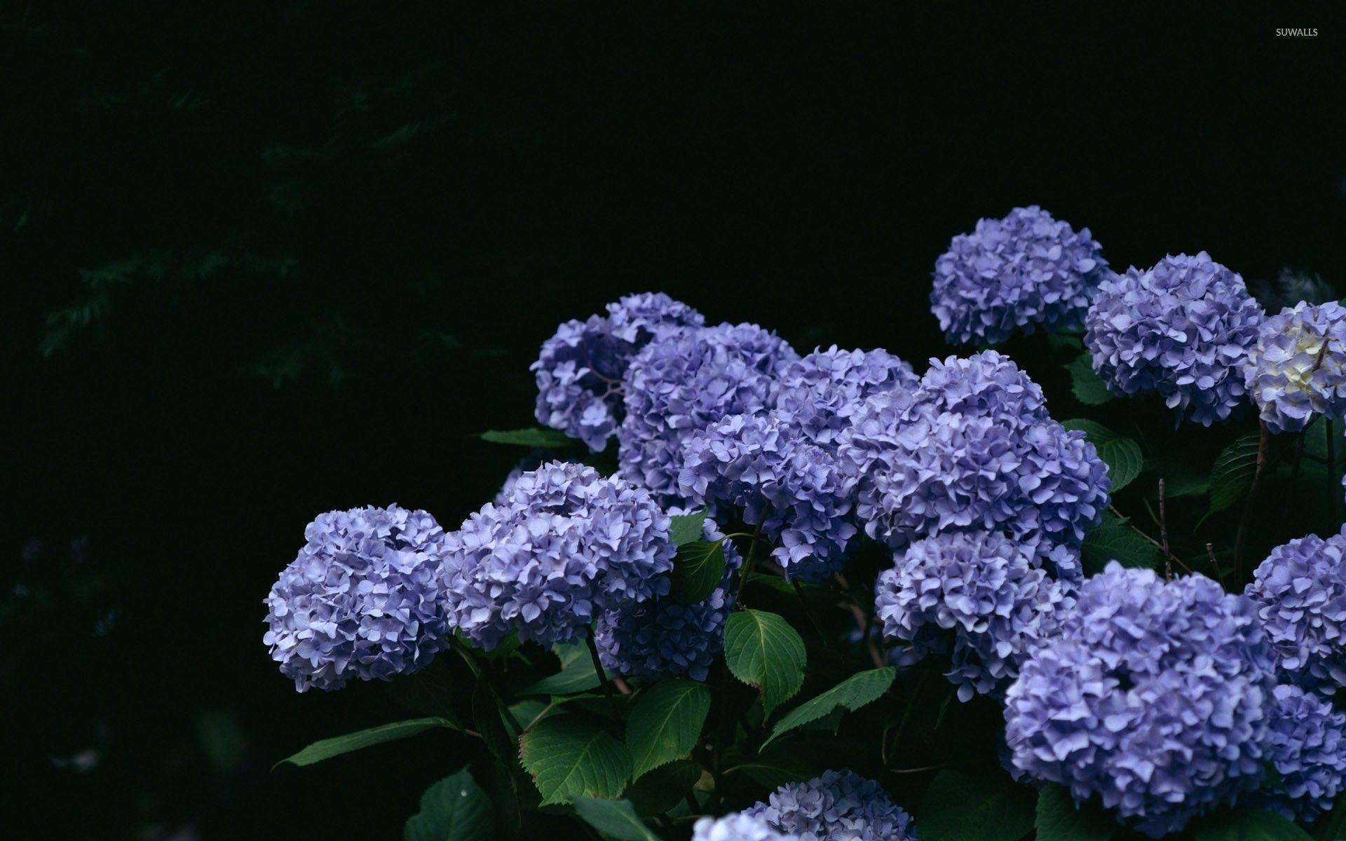 Hydrangea Wallpapers Wallpaper Cave