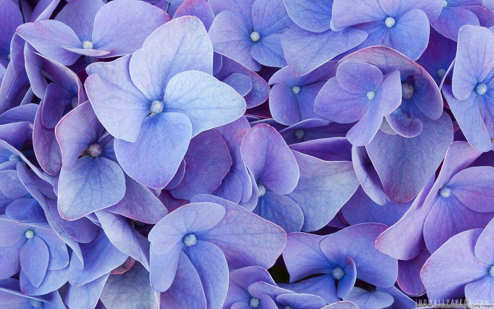 Hydrangea Wallpapers Wallpaper Cave