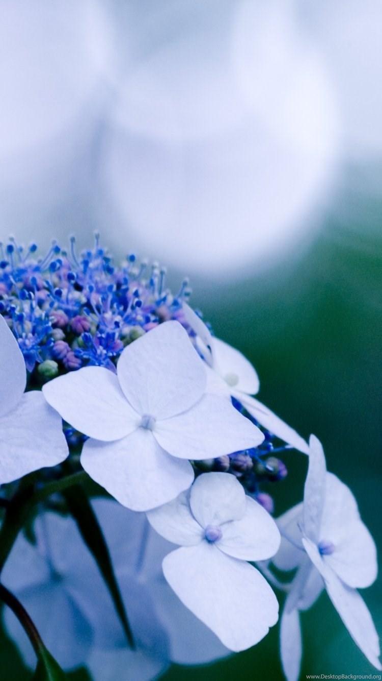 Hydrangea Wallpapers Wallpaper Cave