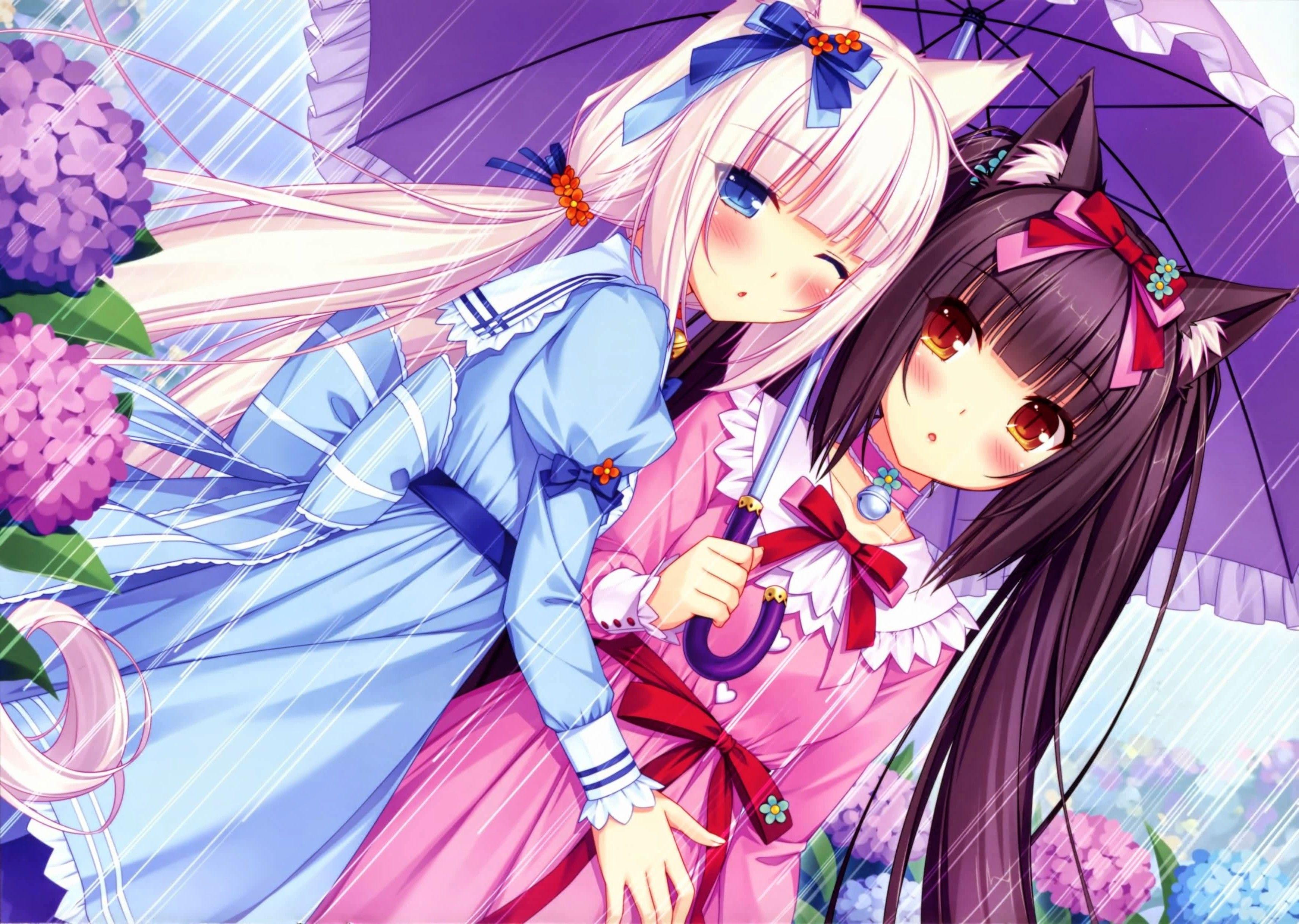 Nekopara Wallpapers Wallpaper Cave