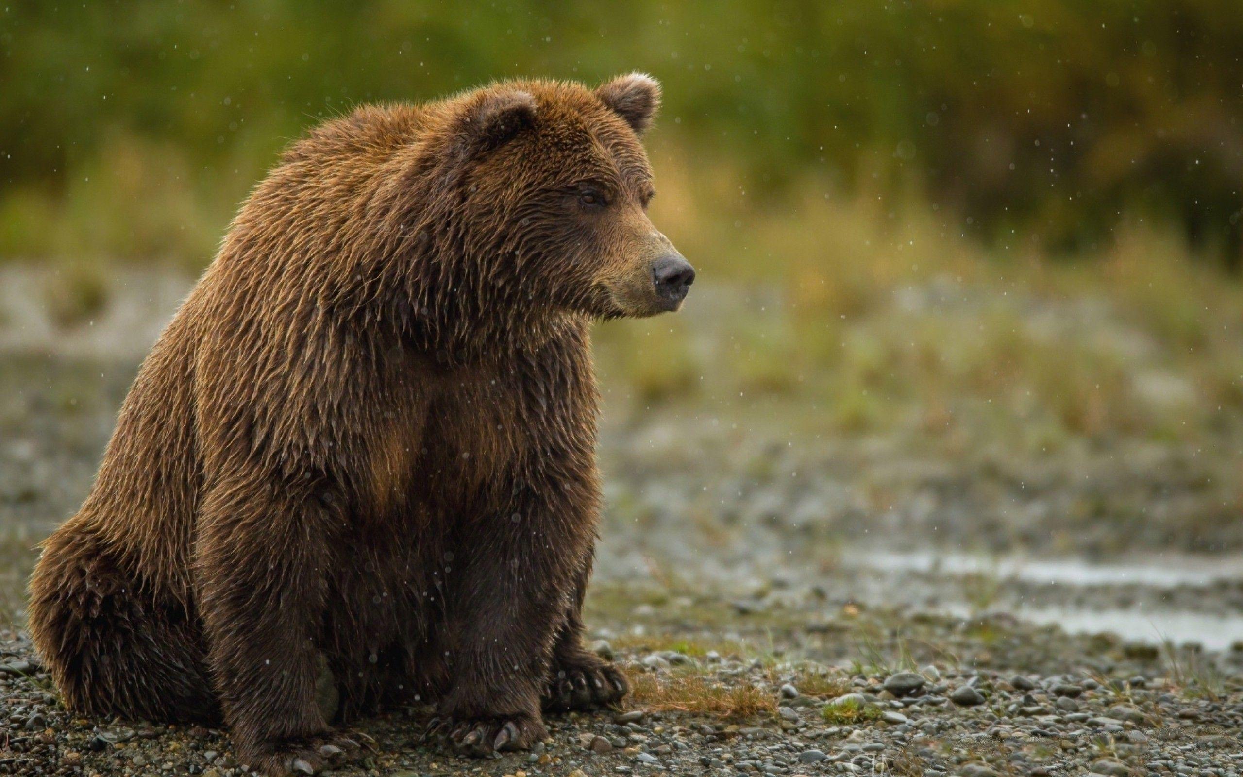 Bear Wide Wallpapers Wallpaper Cave