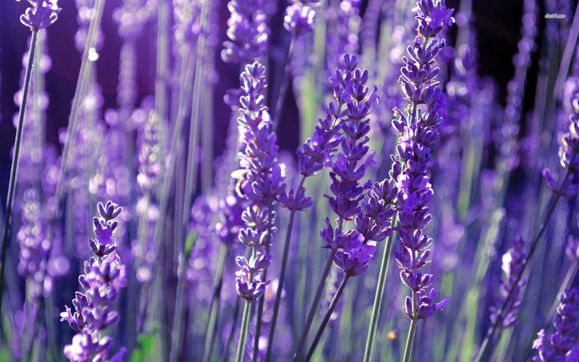 English Lavender Wallpapers Wallpaper Cave