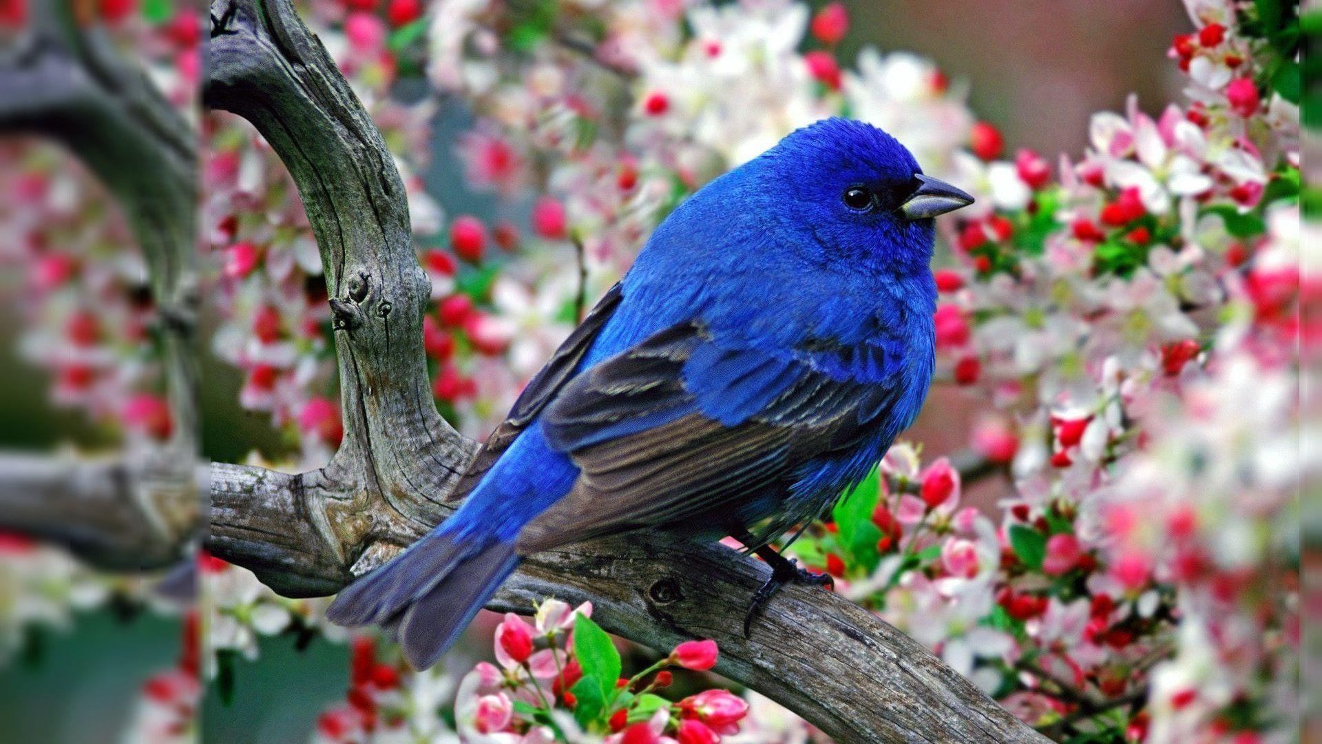 Bird Wallpapers For Desktop Wallpaper Cave