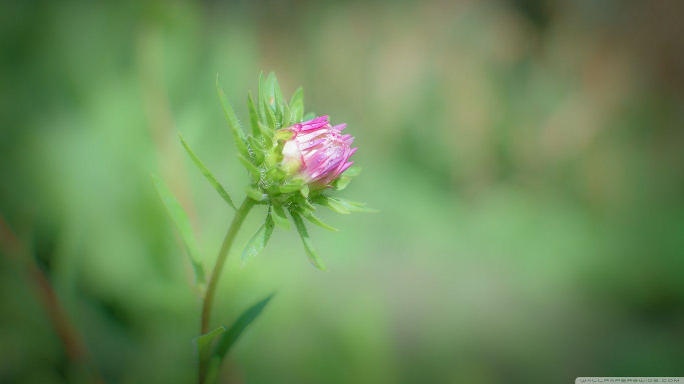 Single Flower HD Wallpapers Wallpaper Cave