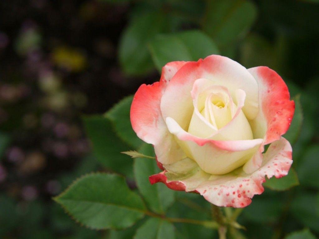 Single Flower HD Wallpapers Wallpaper Cave