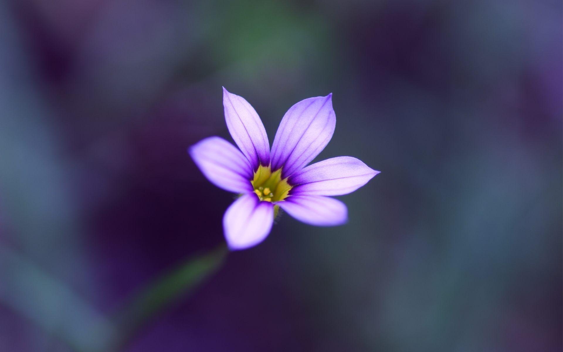 Single Flower HD Wallpapers Wallpaper Cave