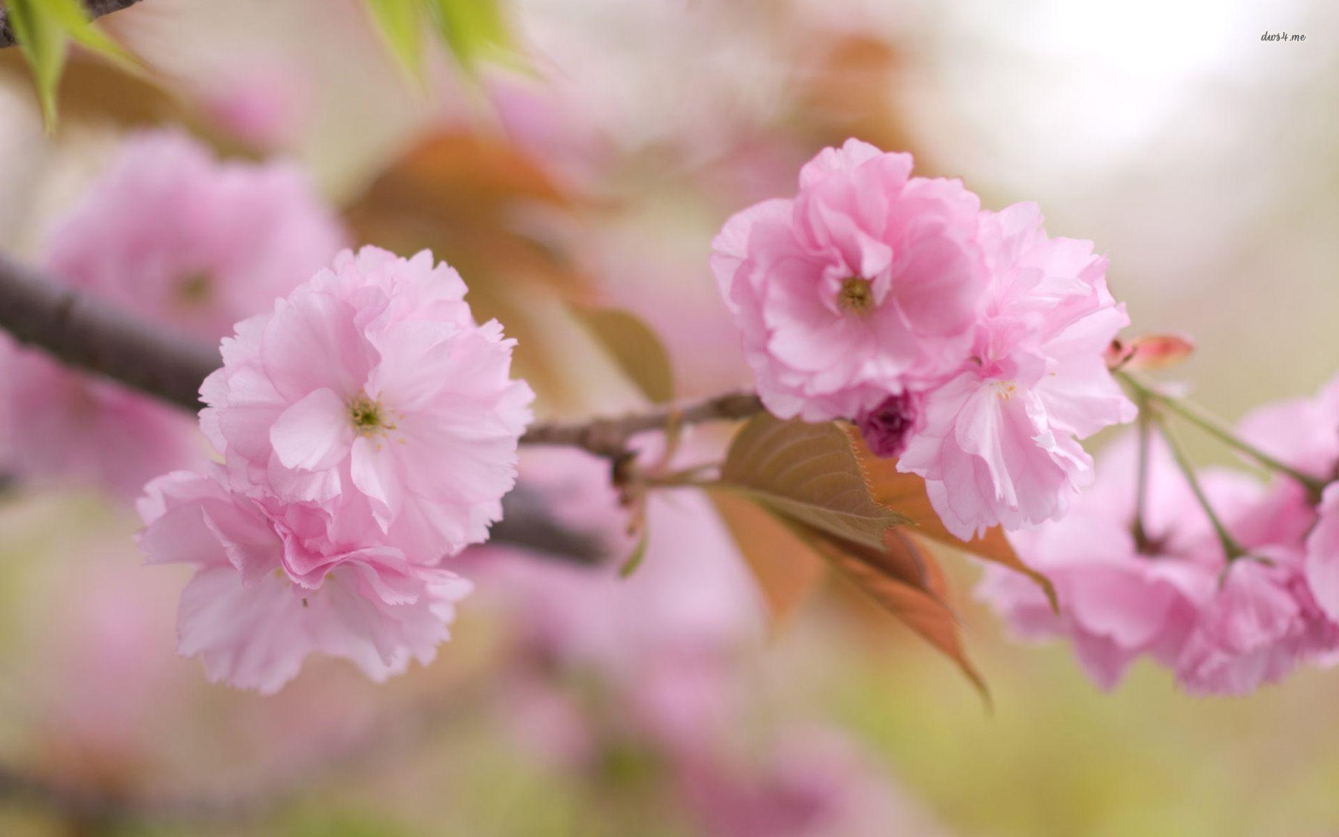 Single Flower HD Wallpapers Wallpaper Cave