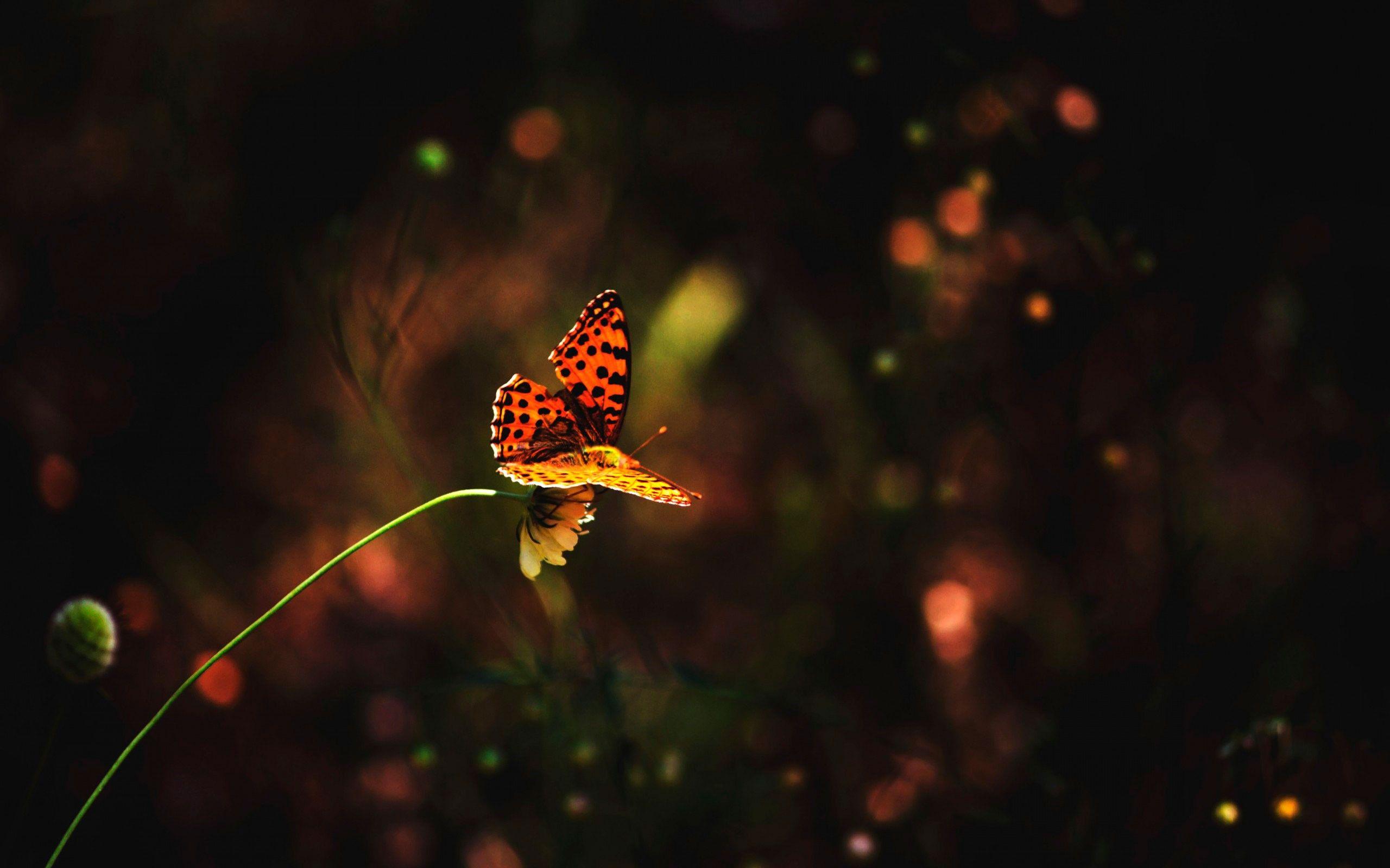 Night Butterfly Wallpapers Wallpaper Cave