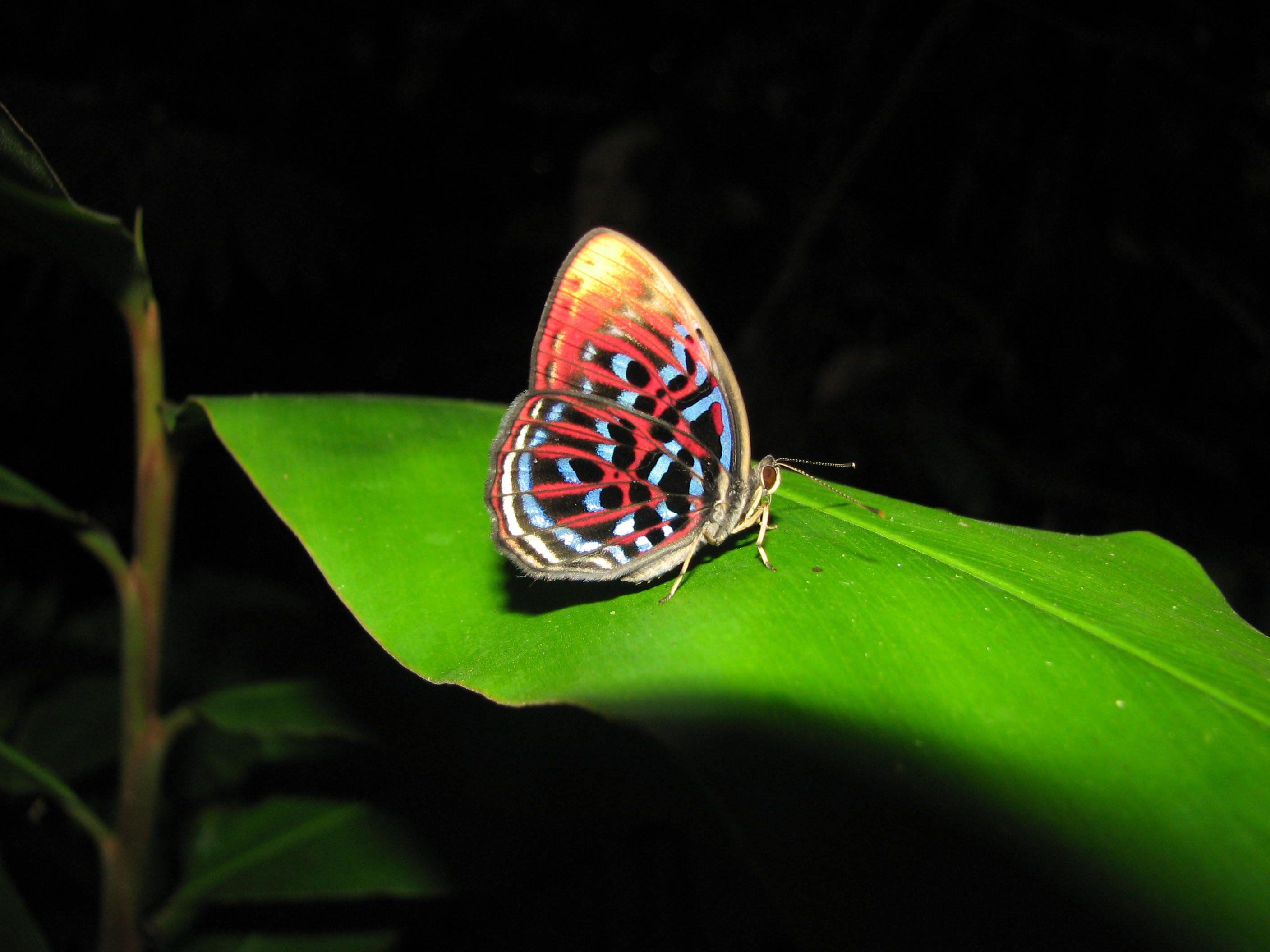 Night Butterfly Wallpapers Wallpaper Cave