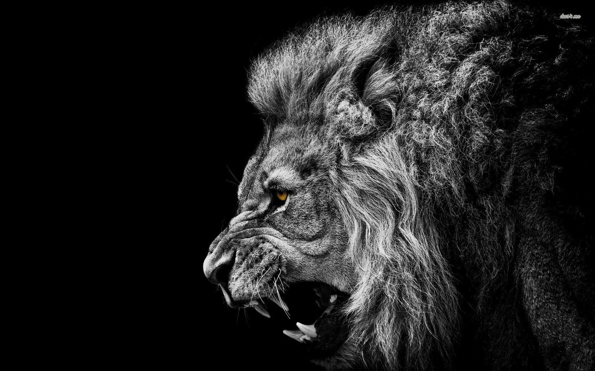 Black And White Lion Wallpapers Wallpaper Cave