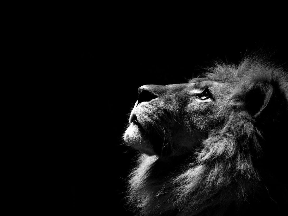 Black And White Lion Wallpapers Wallpaper Cave