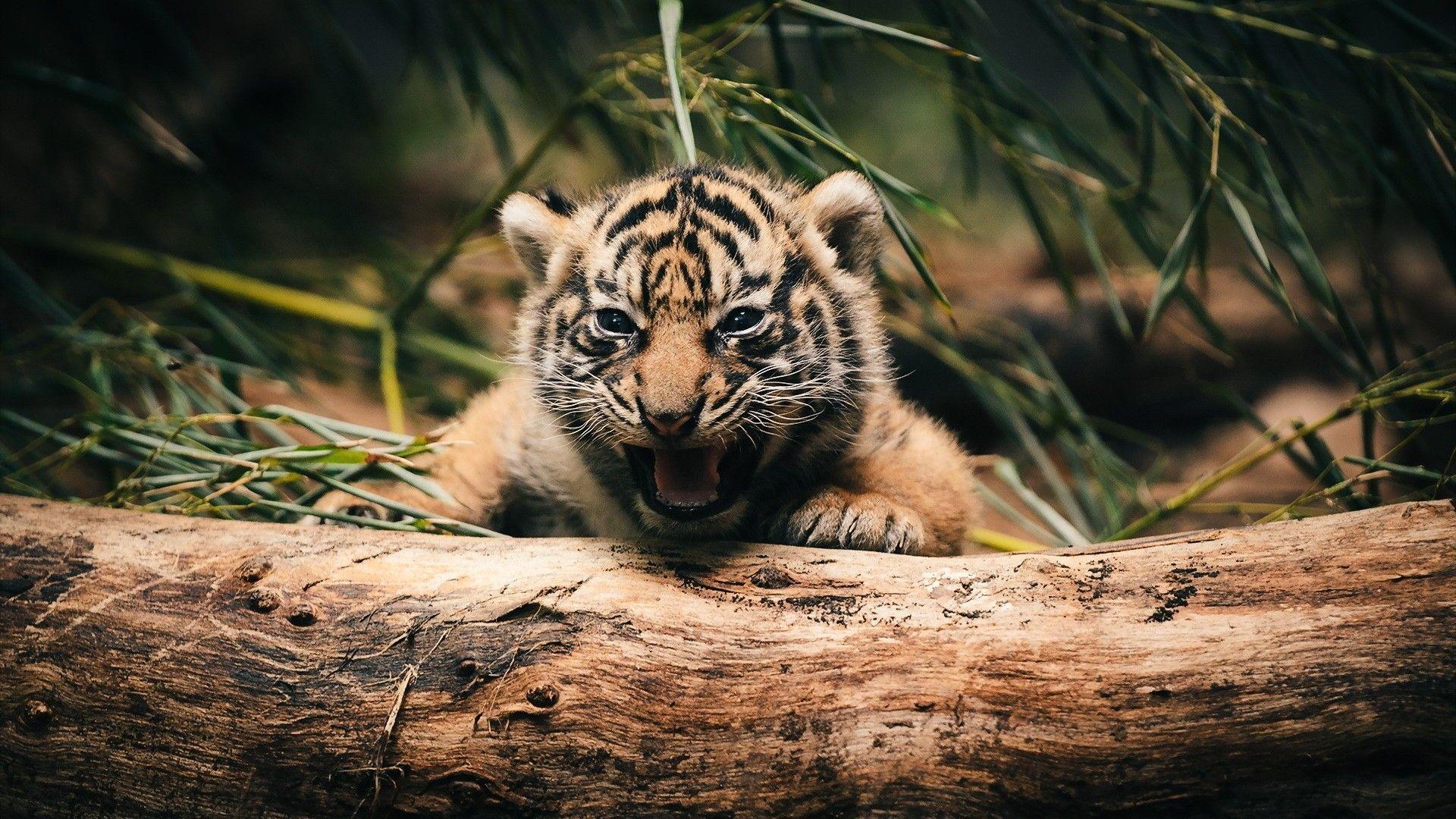 White Tiger Baby Wallpapers HD 1080p Wallpaper Cave