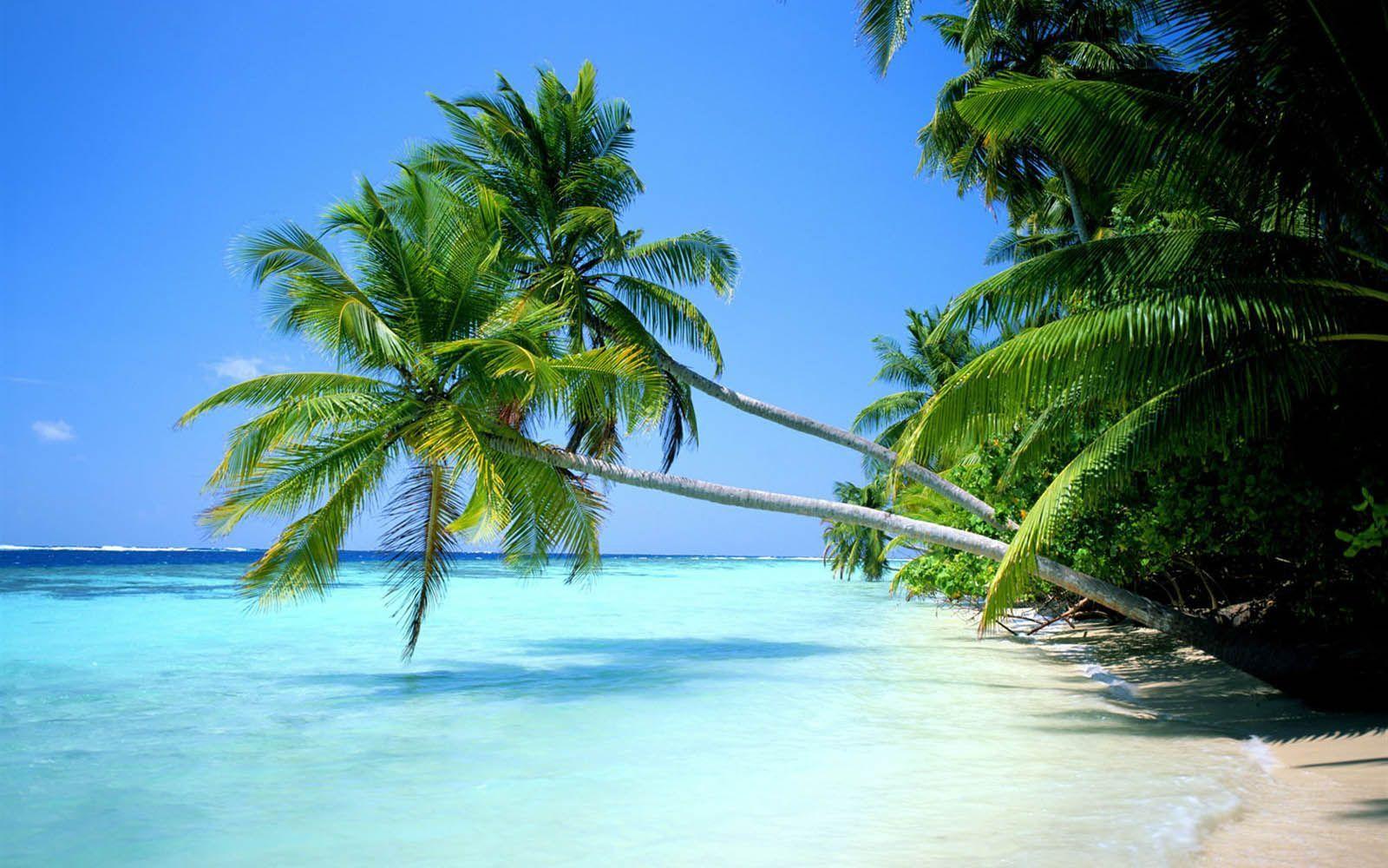 Coconut Tree Wallpapers Wallpaper Cave